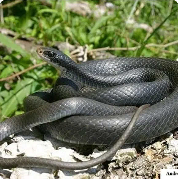Black racer snake