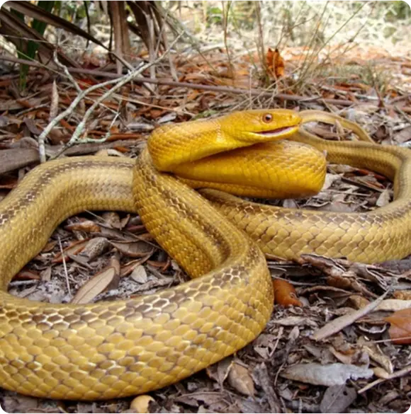 Yellow rat snake