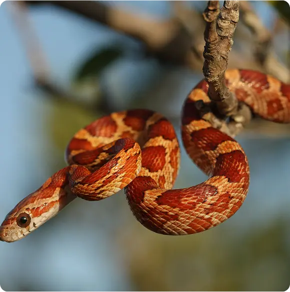 Corn snake wrapped around a branch