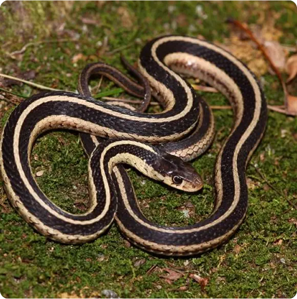 Eastern garter snake