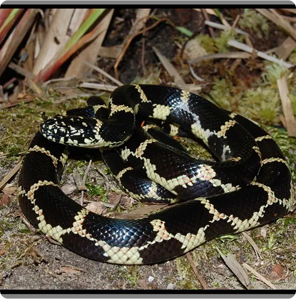 Florida kingsnake