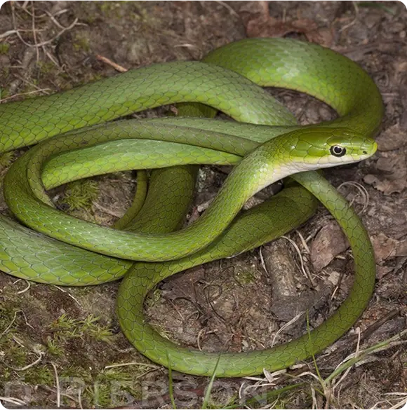 Rough green snake