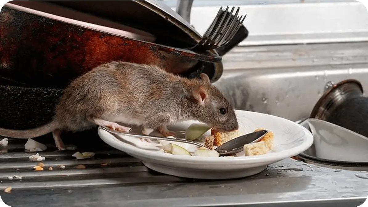 Rat eating food off a plate by a sink