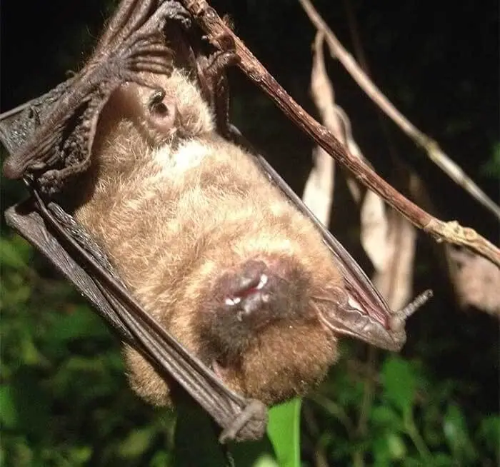Bat hanging from a branch at night