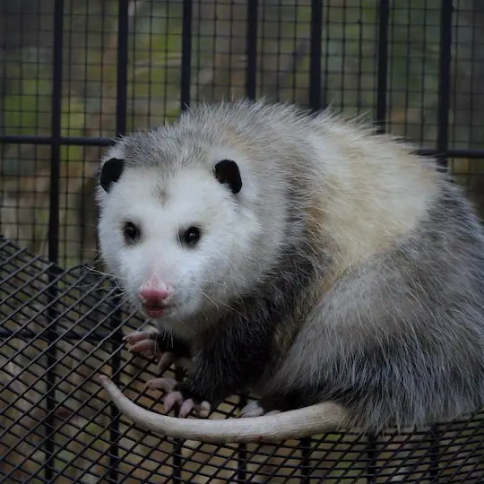 Opossum in an enclosure