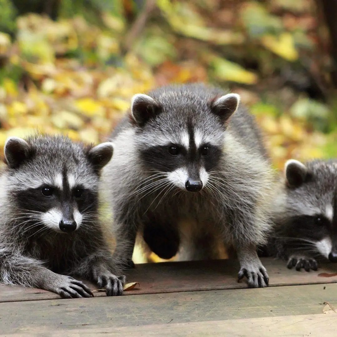 Adult raccoon with young on a deck
