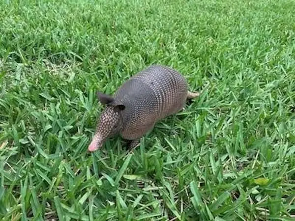 Armadillo on a green lawn