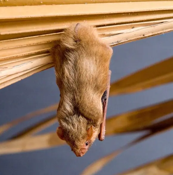 Northern yellow bat hanging from a palm frond