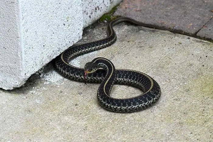 Garter snake beside a concrete wall