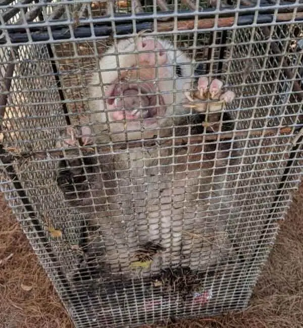 Opossum caught in a live cage trap