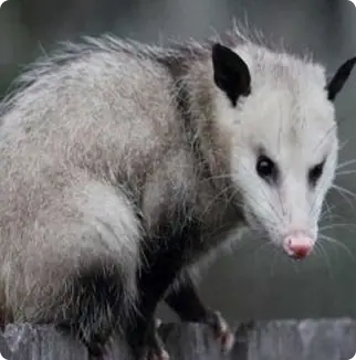 Opossum looking at the camera