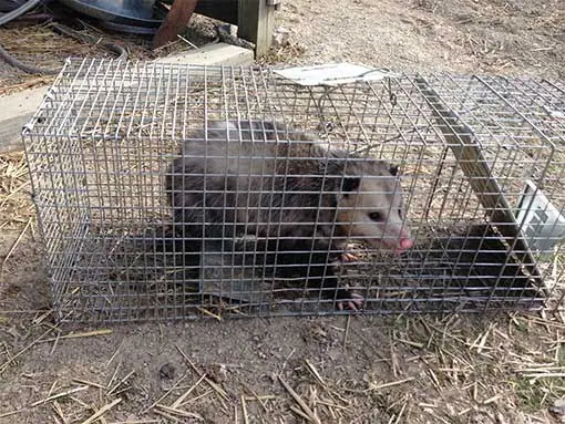 Opossum caught in a live cage trap
