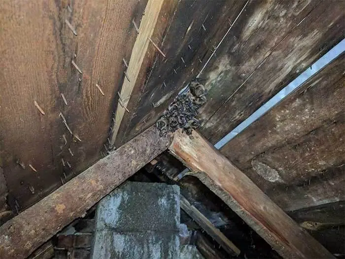 Roof framing in an attic where bats roost