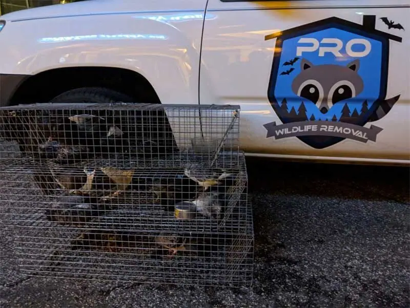 Birds caught in a cage trap beside a Pro Wildlife Removal truck