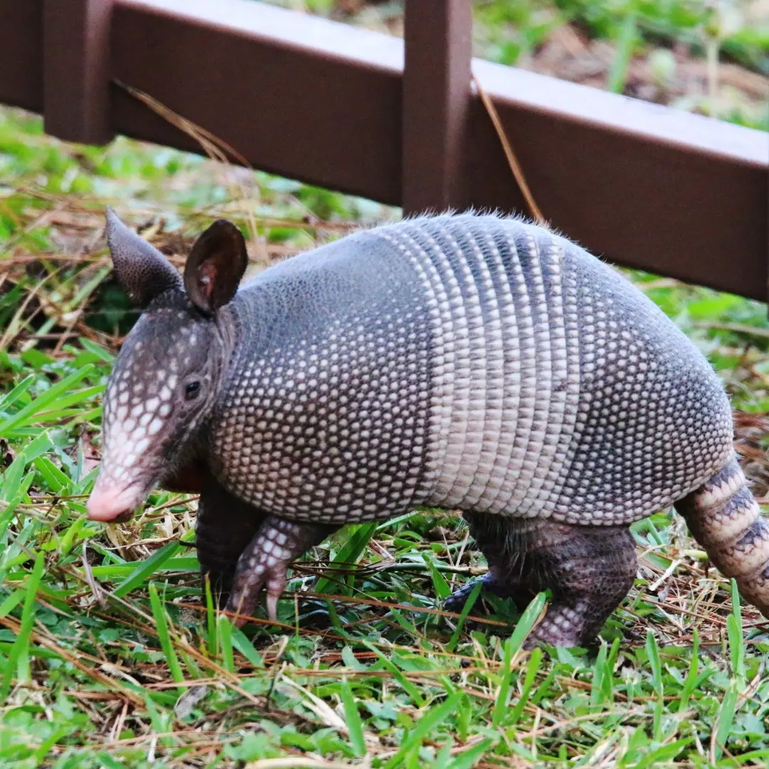 Nine-banded armadillo on a Florida lawn