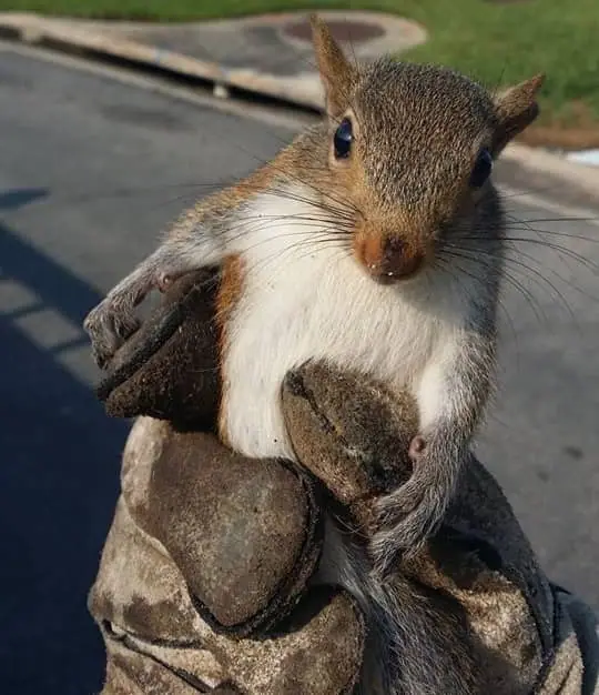 Squirrel held in a protective glove