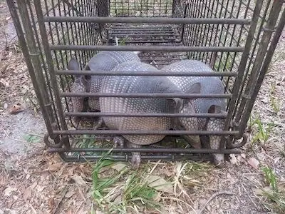 Two armadillos caught in a cage trap