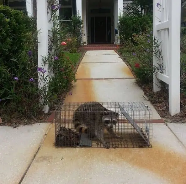 Raccoon in a live trap on a front walkway