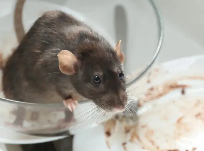Rat climbing out of a glass dish