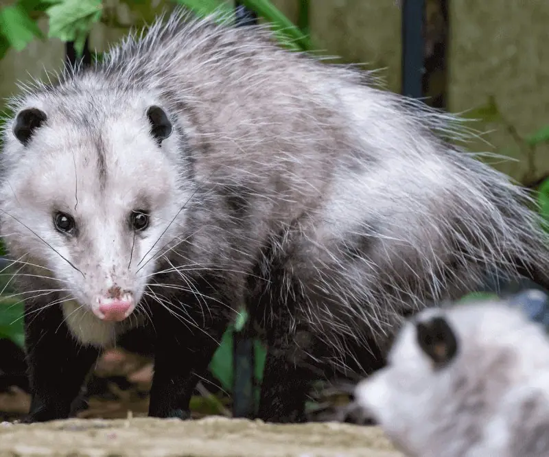 Opossum looking at the camera
