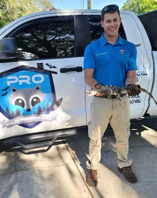 Pro Wildlife Removal technician holding a captured iguana beside a company truck