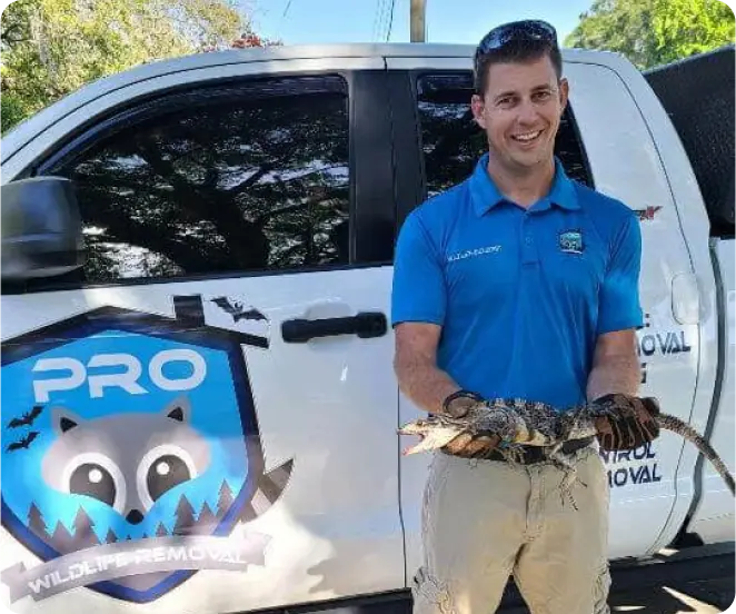 Pro Wildlife Removal technician holding a captured iguana beside a company truck