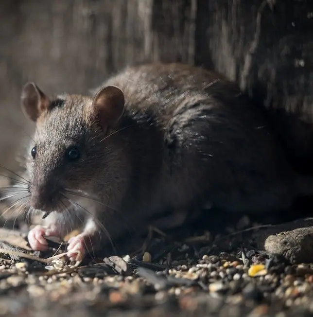 Brown rat in a dark corner