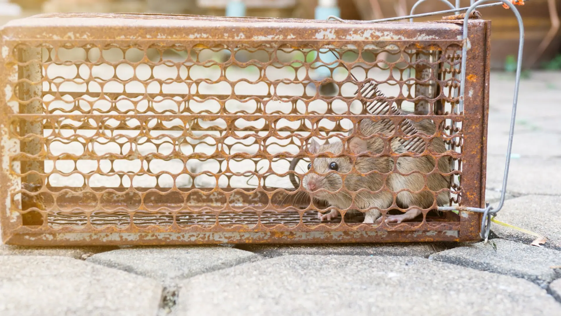Mouse in a small cage trap