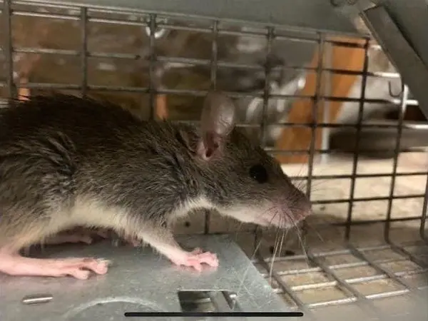 Rat caught in a live trap