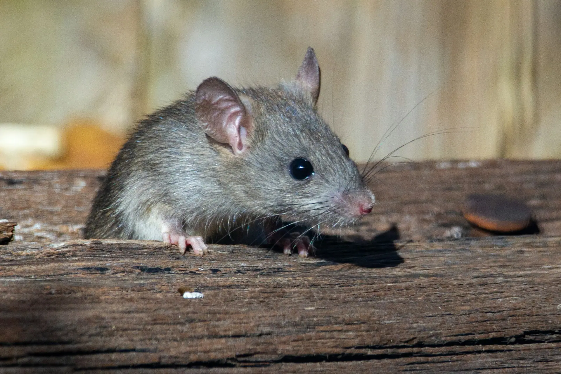 Rat on a wooden beam inside a building