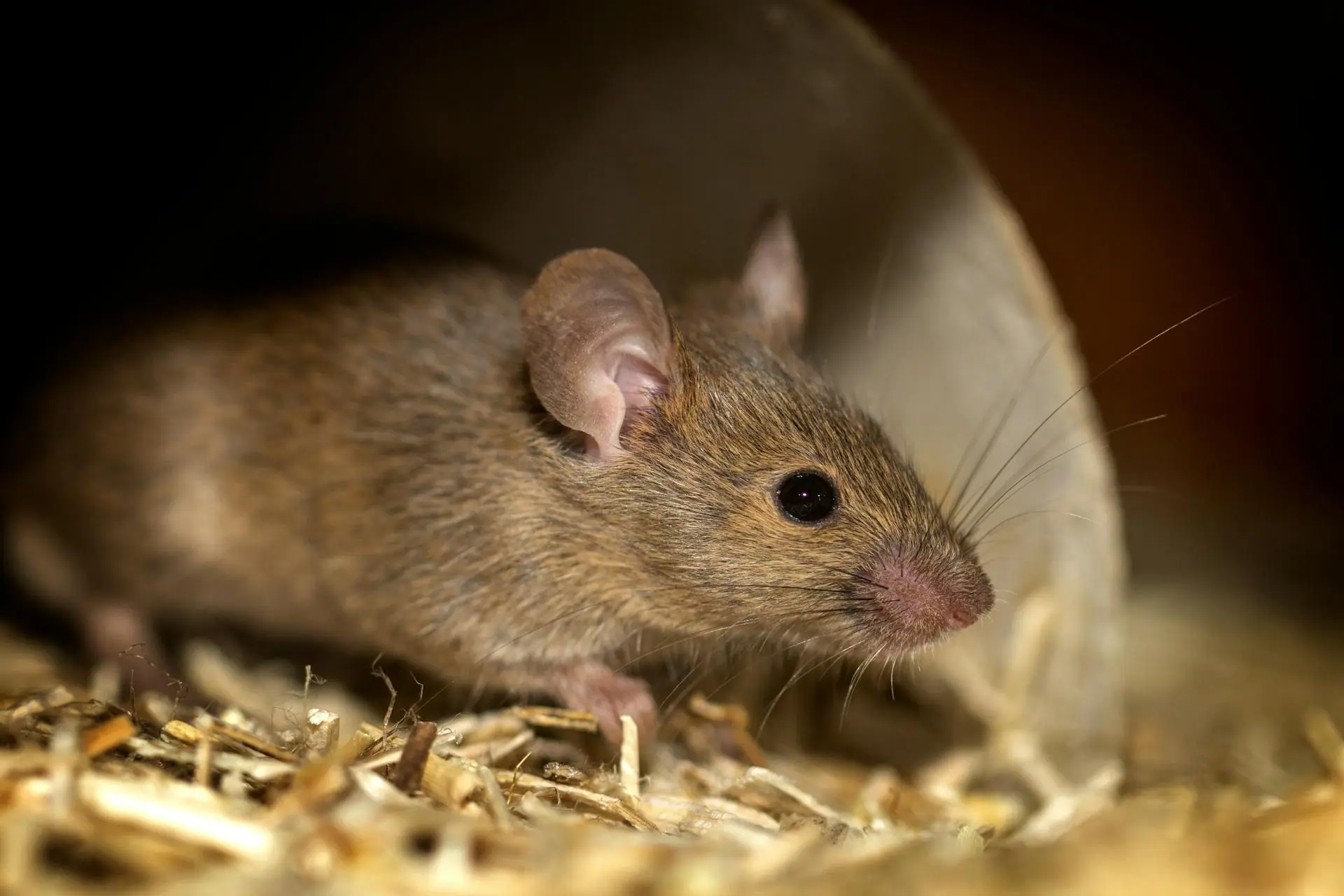 Mouse in straw