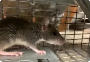 Rat caught in a live trap