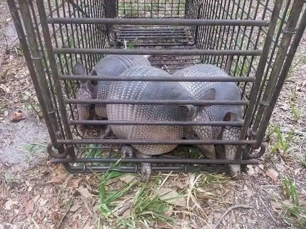 Two armadillos caught in a cage trap