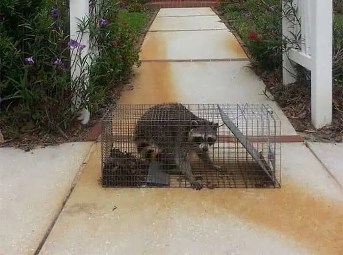 Raccoon in a live trap on a front walkway
