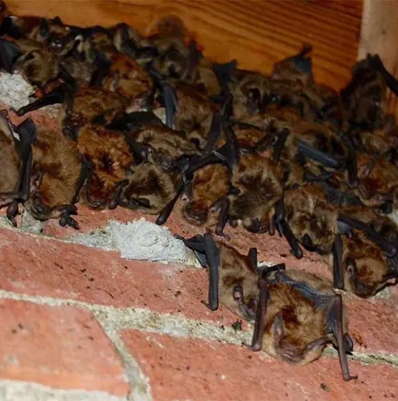 Seminole bats roosting on a brick wall