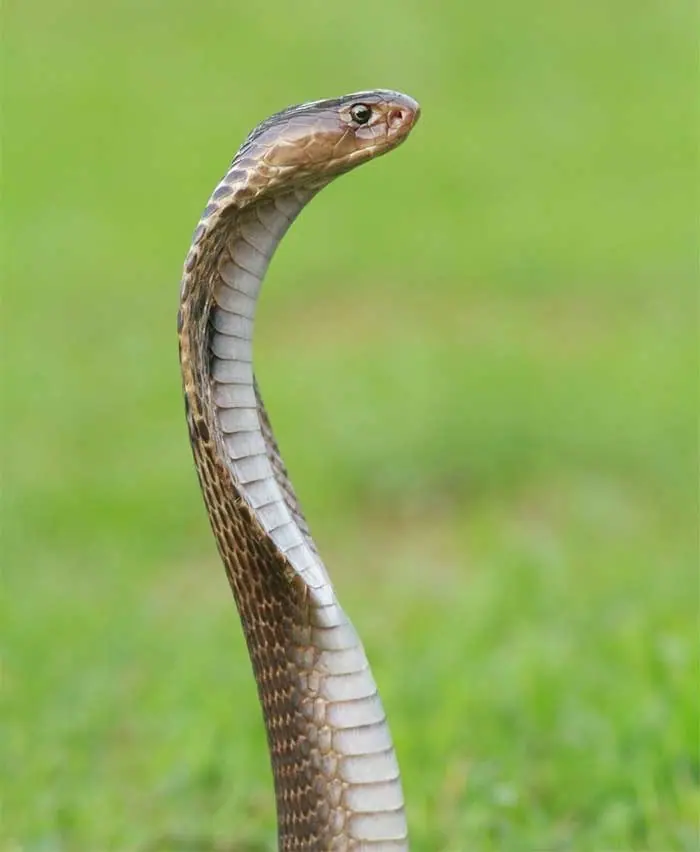 Snake raised up in the grass