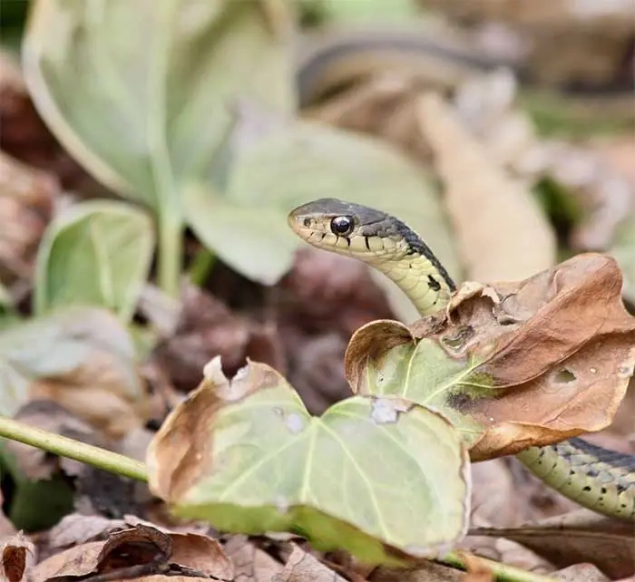 Garter snake among leaves