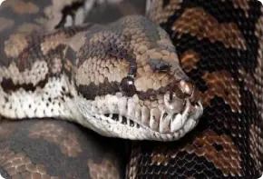Close-up of a patterned python
