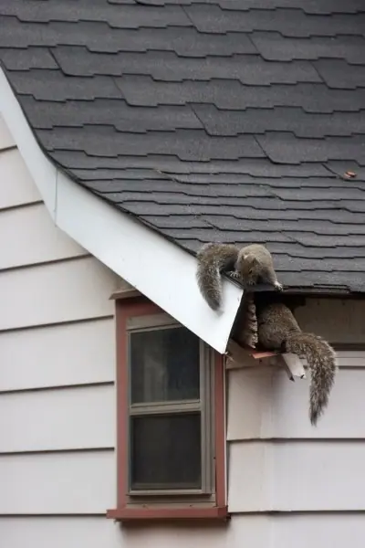 Squirrel climbing into a gap at the edge of a shingle roof