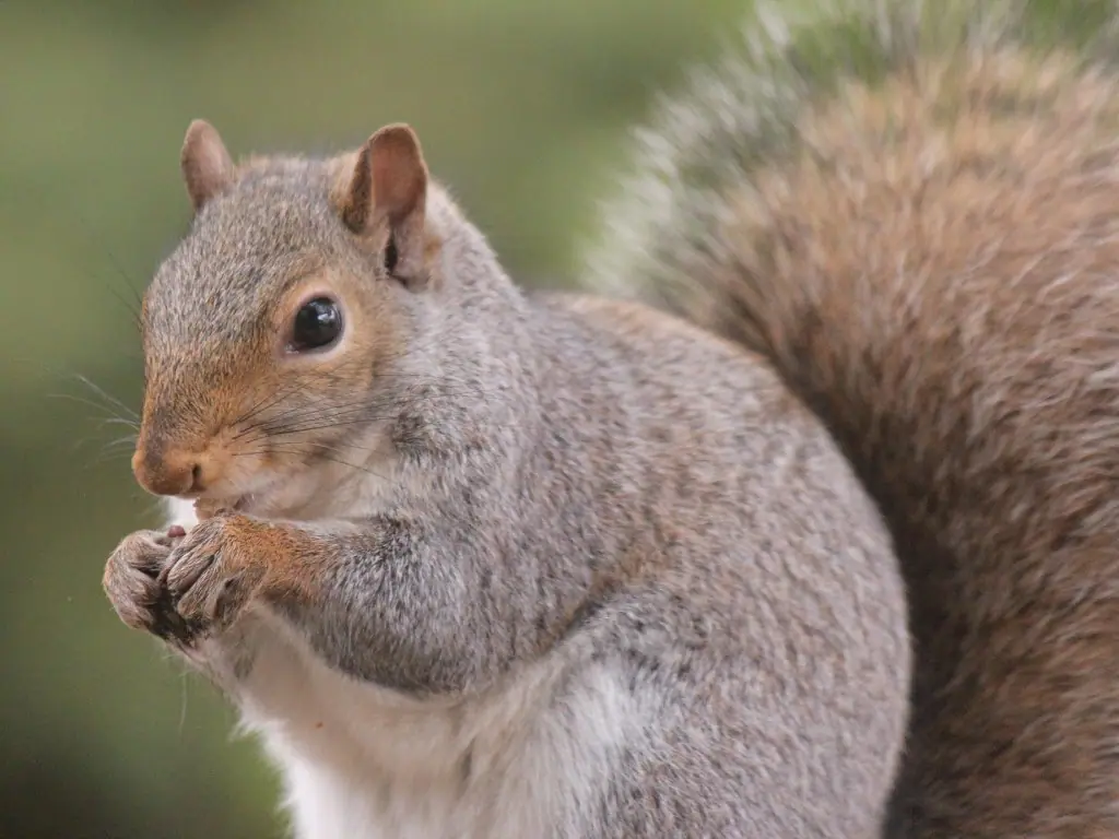 Gray squirrel eating