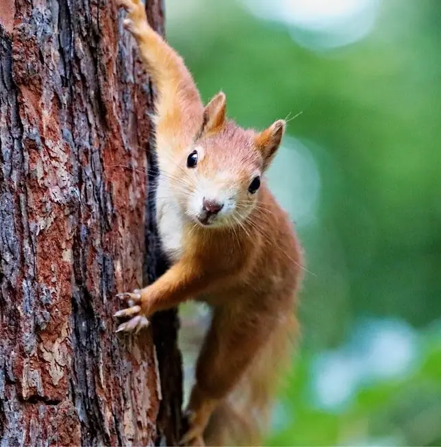 Red squirrel climbing a tree trunk
