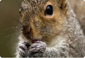 Close-up of a gray squirrel eating