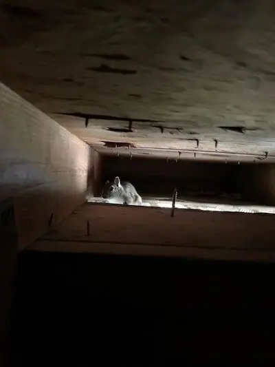 Animal hiding in a dark gap inside a wall