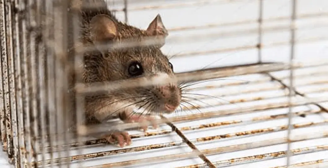 Rat peering through the bars of a cage trap