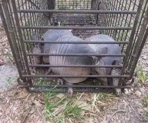 Two armadillos caught in a cage trap
