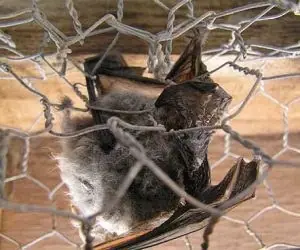 Bat clinging to wire mesh