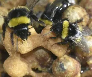 Bumblebees on a wax comb
