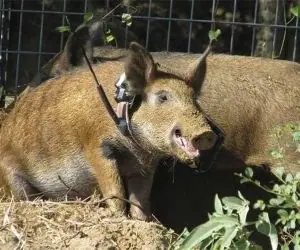 Wild hog caught in a trap