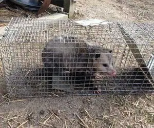 Opossum caught in a live cage trap