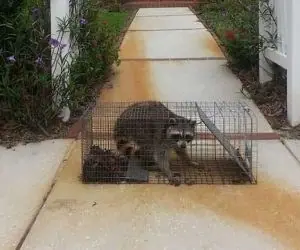 Raccoon in a live trap on a front walkway